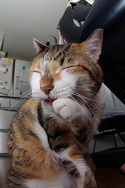 にょほほほほほ ぶつぶつ独り言2 うちの猫ら21 にょほほほほほ ぶつぶつ独り言2 うちの猫ら21