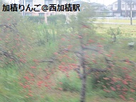 富山のおいしいりんご_a0243562_11511517.jpg