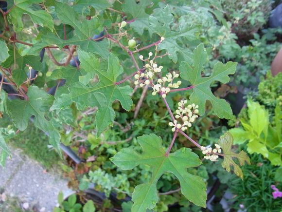 b0194267_22454050.jpg