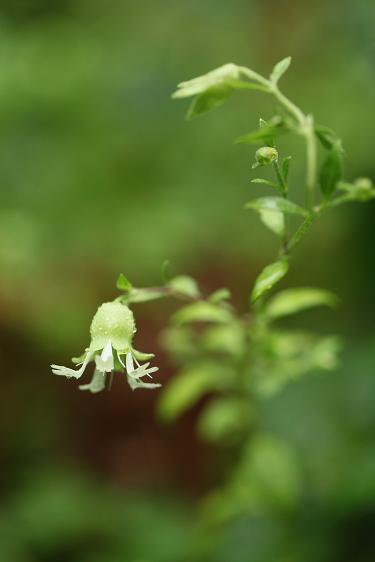 野草に向かう気持ちを維持して_e0304170_19342974.jpg