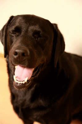 f0037378_812777.gif