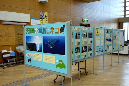 動物愛護週間パネル展「天売島の海鳥とネコ」_f0159390_14392577.jpg