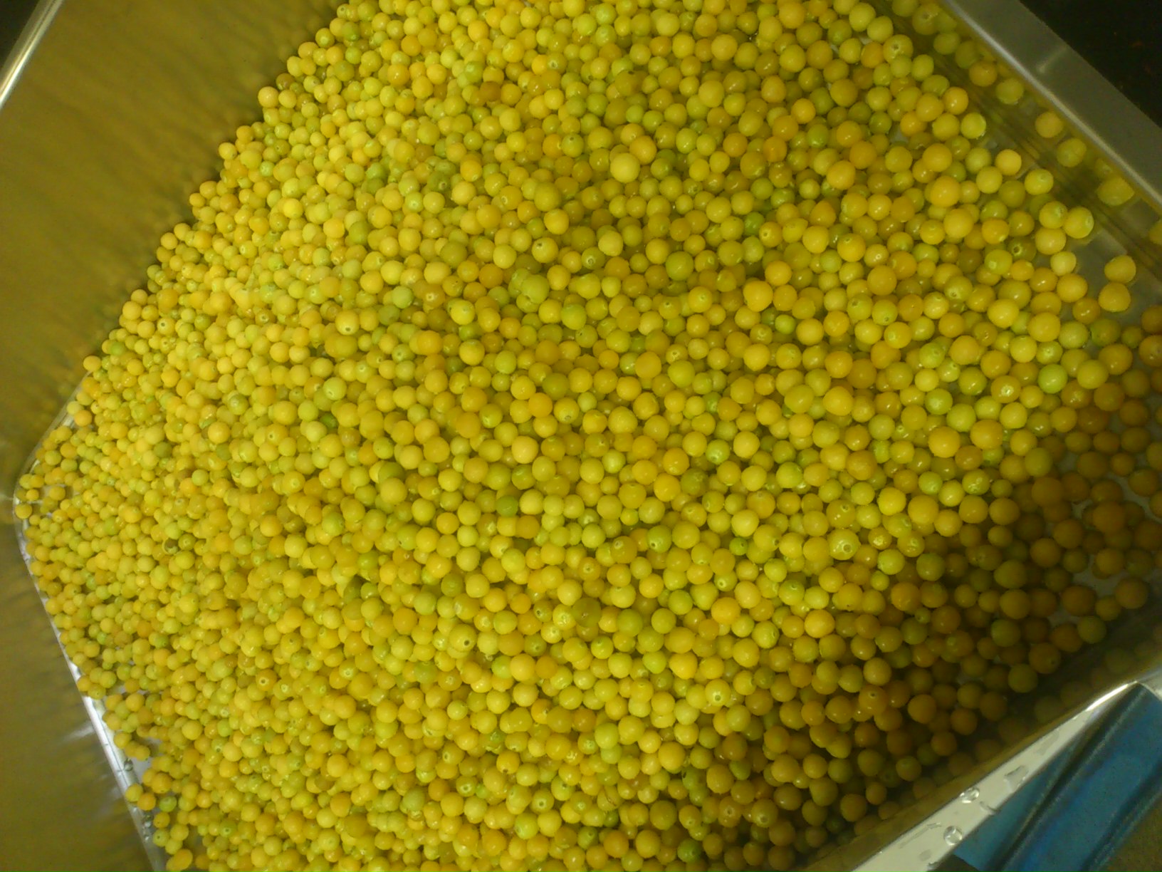 ホオズキもスタート^^_b0152504_511423.jpg