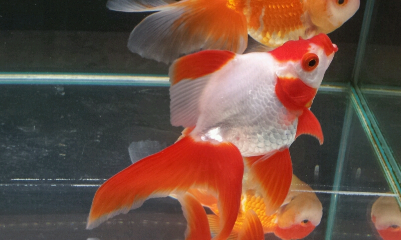 金魚紹介_b0298605_2425872.jpg