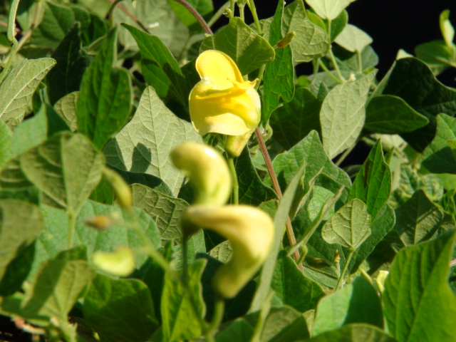 野小豆の黄色い花…2014/8/30_f0231709_021037.jpg