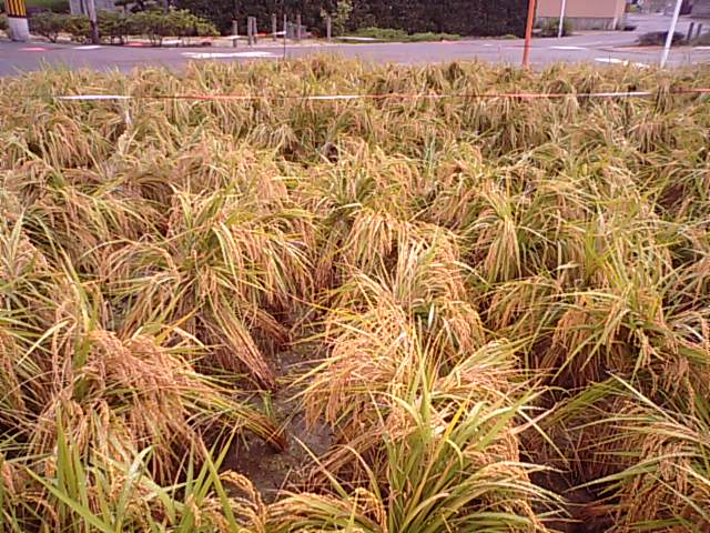 f0231709_1833538.jpg