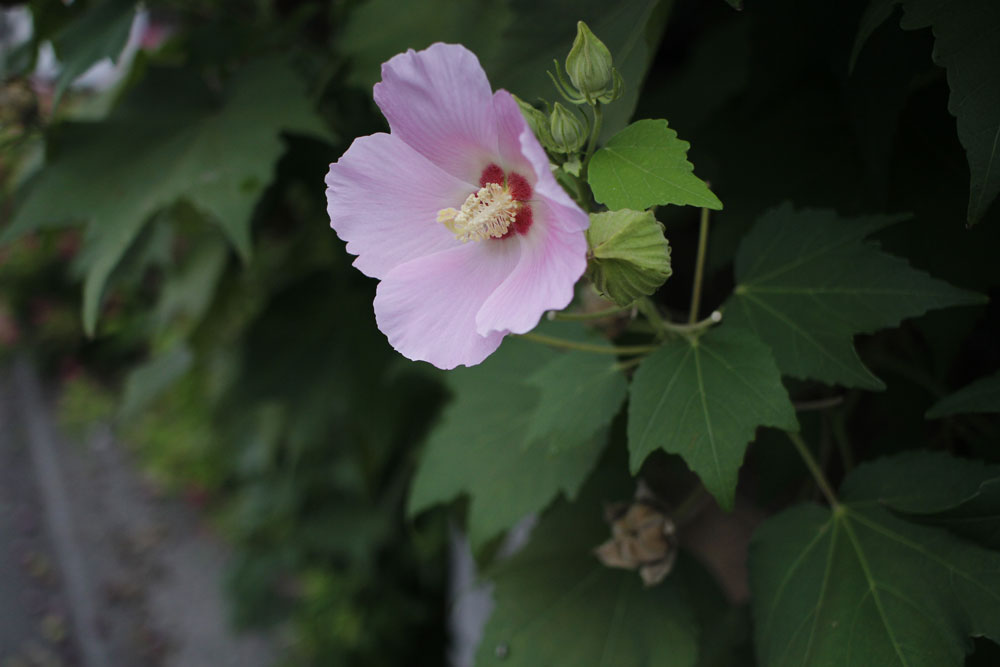 朝の芙蓉_d0011713_8312074.jpg