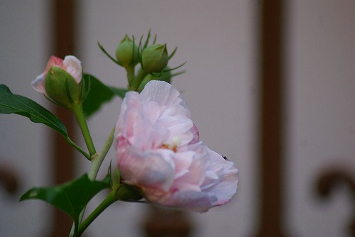 f0170524_14501678.jpg