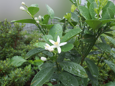 キンカンの花が何度も咲くのです 写真音痴の観撮日記