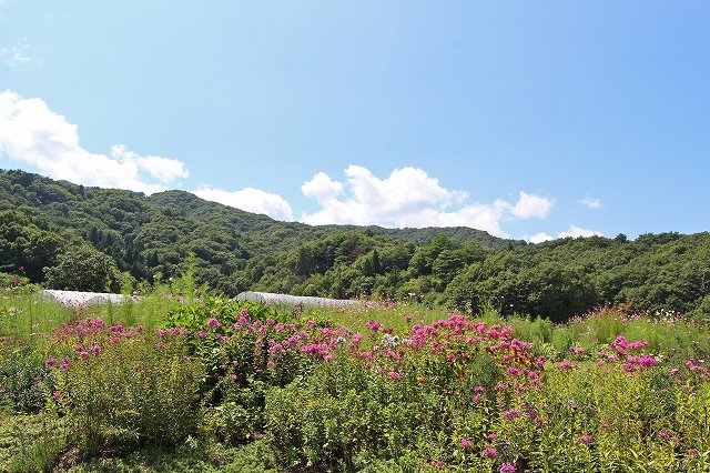 a0242438_1515942.jpg