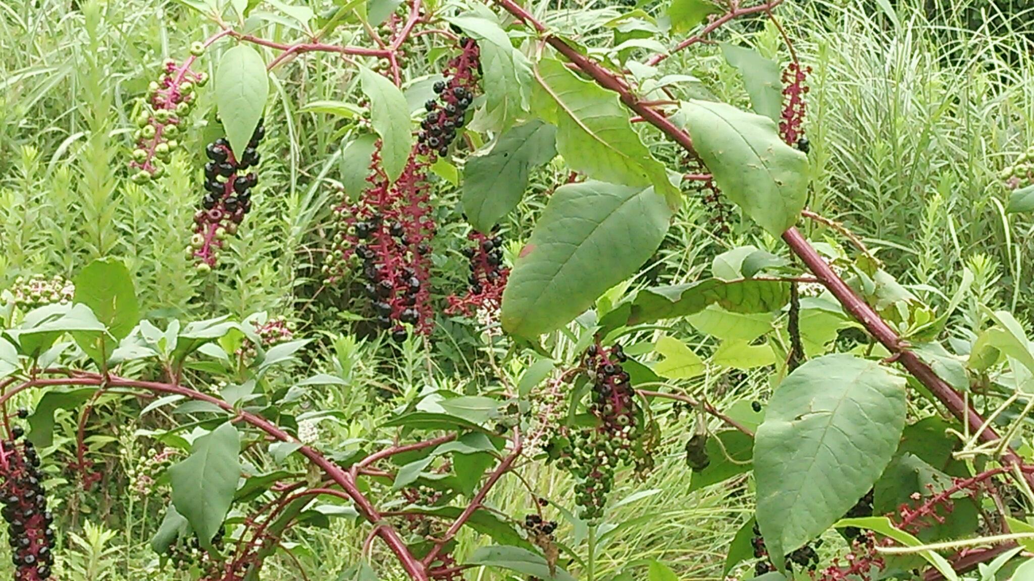 一気に秋気配_e0145441_6154221.jpg