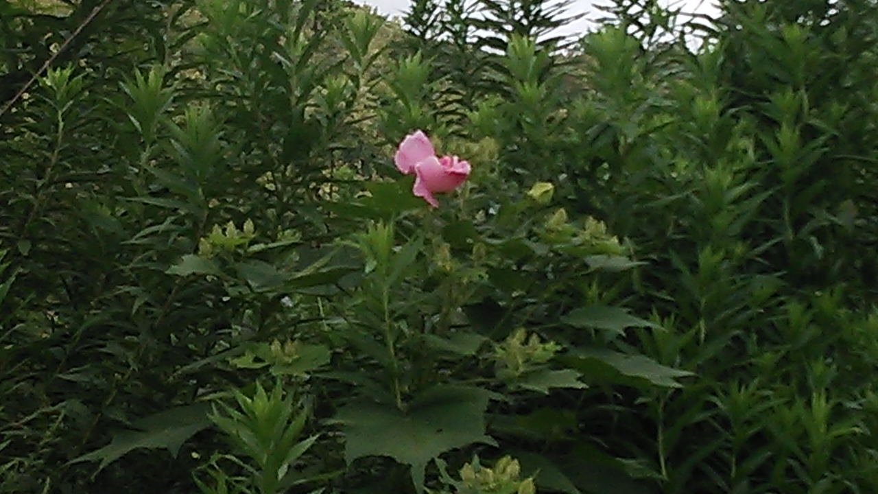 一気に秋気配_e0145441_6162026.jpg