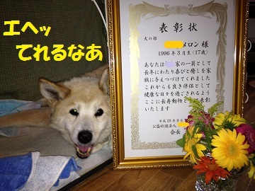 がんばれ長寿犬 めろんといちごのワンコフル日記