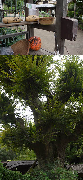 多摩散歩〜百草園_f0152544_17542592.jpg