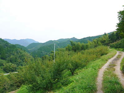 山あいの南高梅 夏の剪定は、強い枝のみ!!_a0254656_17464038.jpg