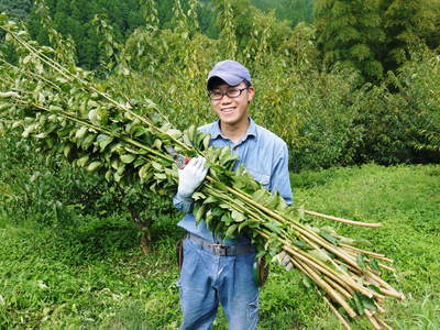 山あいの南高梅 夏の剪定は、強い枝のみ!!_a0254656_17561572.jpg
