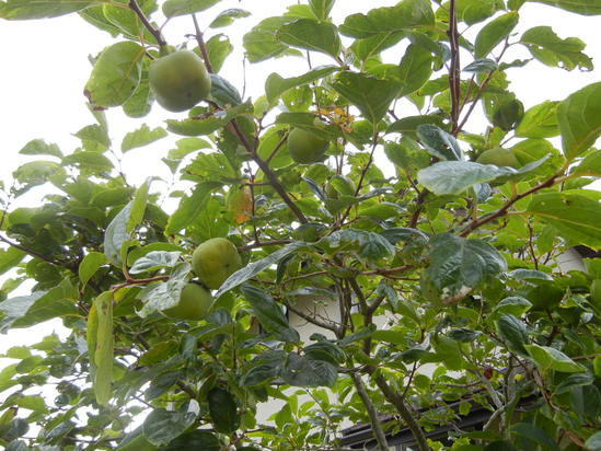 ’13,9,7(土)やっと秋らしくなってきましたYO!_f0060461_13452120.jpg