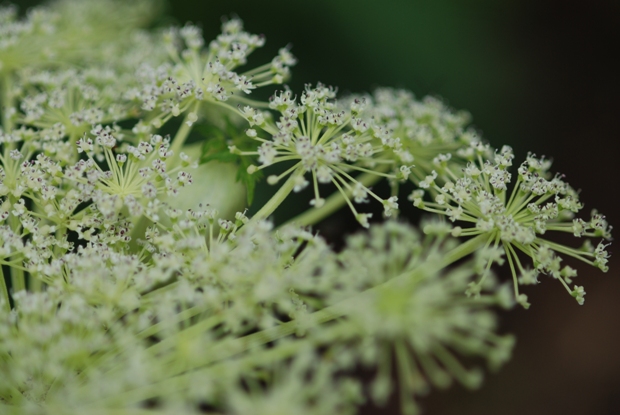 ９月７日　伊吹山の花たち（その一）_e0165462_2555620.jpg