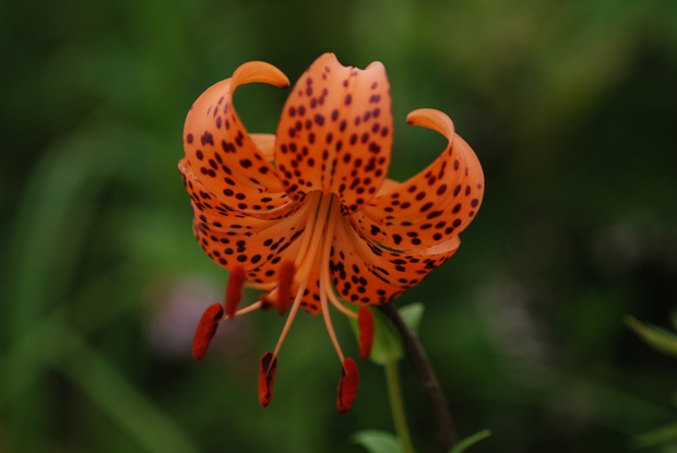 ９月７日　伊吹山の花たち（その一）_e0165462_2593179.jpg