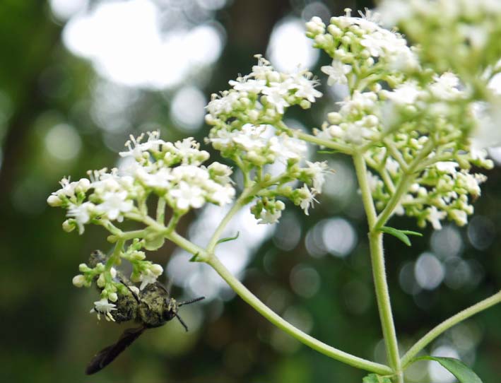 里山ってなんだ！オトコエシの花の蜜を吸うツチバチの仲間_c0014967_2252673.jpg