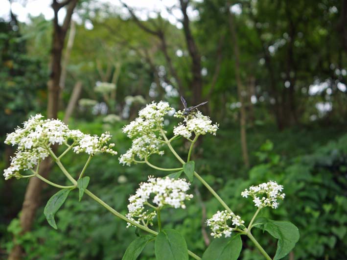 里山ってなんだ！オトコエシの花の蜜を吸うツチバチの仲間_c0014967_2255195.jpg