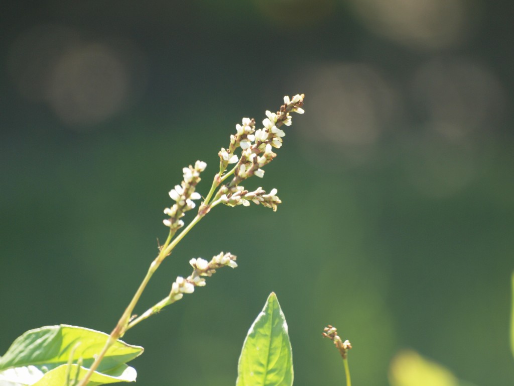 藍 アイ の花 自然風の自然風だより