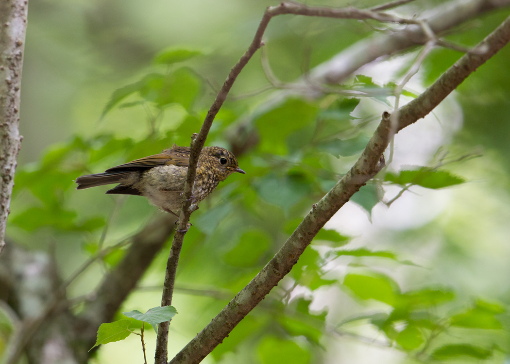 ルリビタキ(幼鳥)_a0197589_12334083.jpg