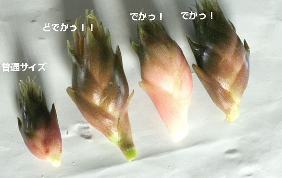 d0071596_20265275.jpg