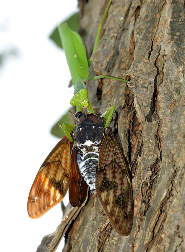 江戸川べりの観察 カマキリの食事 自然観察大学ブログ