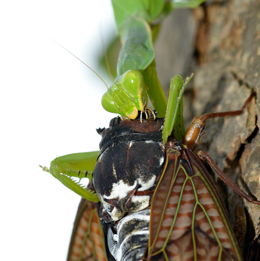 江戸川べりの観察-20 カマキリの食事_d0163696_8541812.jpg