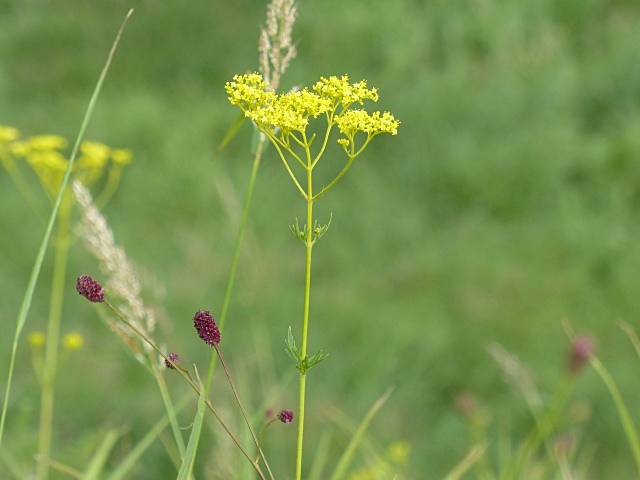 花の続き。_b0025101_22105770.jpg