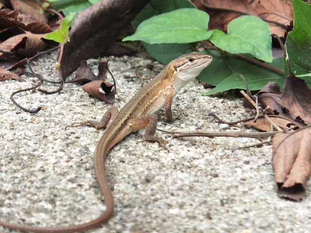 a0271502_11281676.jpg