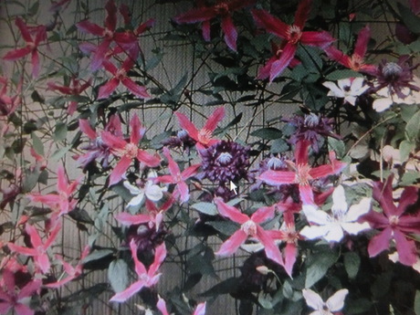 a0203003_224709.jpg