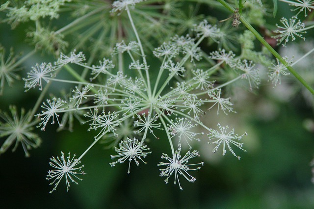 線香花火のような花_e0121110_2282771.jpg