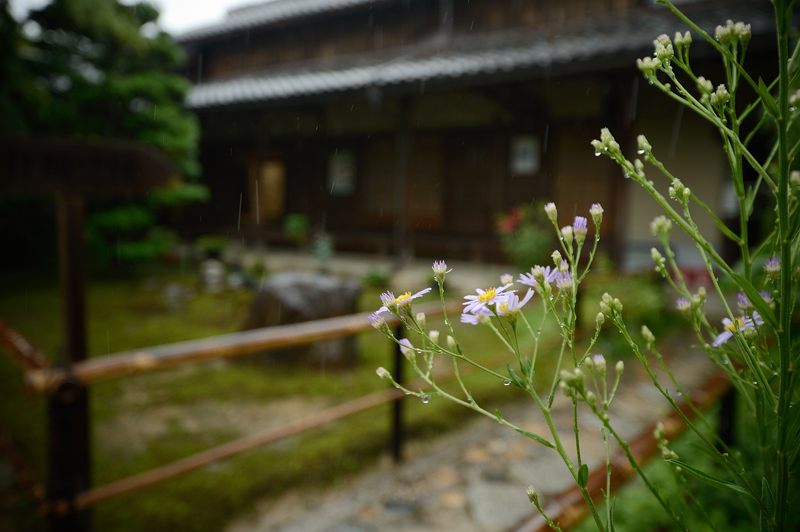 雨寺・源光庵　其の一_f0032011_19292794.jpg