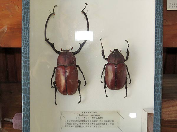 期間限定キャンペーン 大型美麗 （昆虫標本】台湾北部産 ♂野外標本 タイワンミヤマ 標本