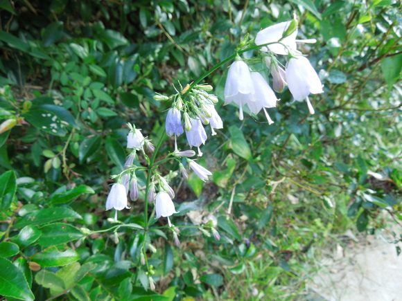 秋の山野草 : 悠遊素敵生活