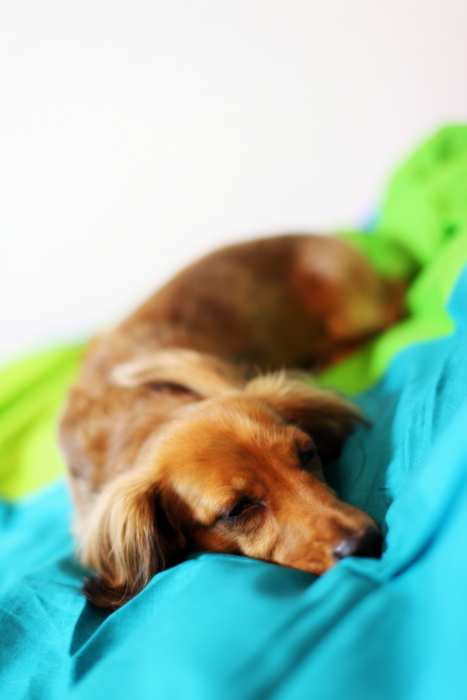 犬は夢を見るのか Photolog Hello Folks 犬は夢を見るのか Photolog Hello Folks