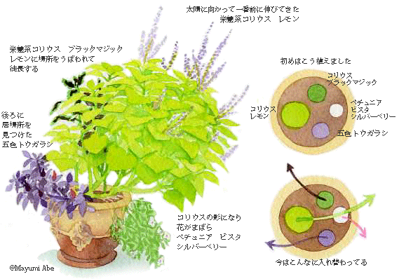 想定外 庭 千草