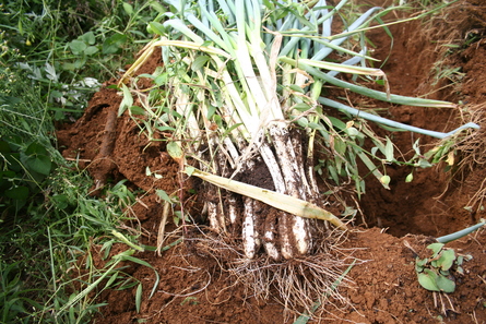 一石二鳥 のネギの植え替え 週刊 目指せ自然農で自給自足 一石二鳥 のネギの植え替え 週刊 目指せ自然農で自給自足
