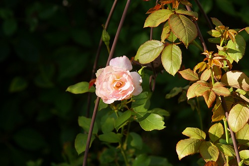 f0170524_9563047.jpg