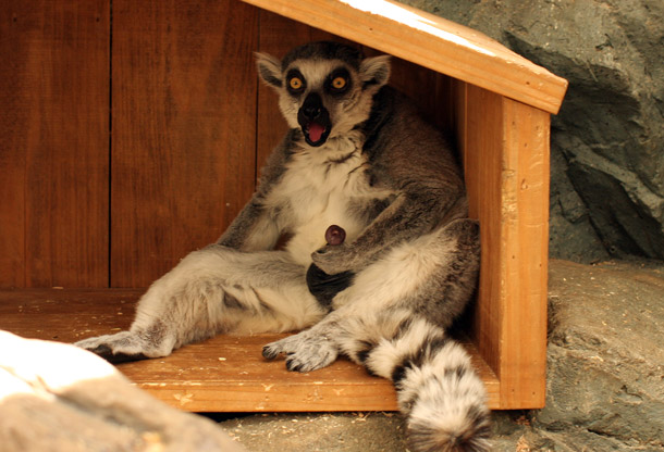 ワォッ 撮っちゃダメ 動物園放浪記 ワォッ 撮っちゃダメ 動物園放浪記