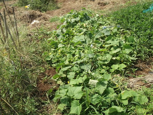 秋冬野菜の植え付けを開始..まずは球根野菜から_b0137932_3524221.jpg