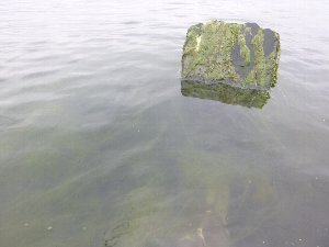 c0113733_1013378.jpg