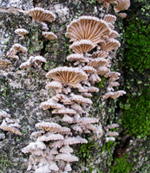 f0108133_11274745.jpg