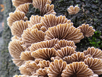 f0108133_11445629.jpg