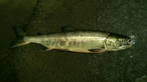 chum salmon・・・_e0262235_21332722.jpg