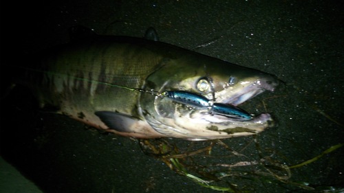 chum salmon・・・_e0262235_2142616.jpg