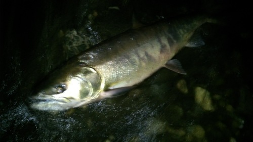 chum salmon・・・_e0262235_2145379.jpg