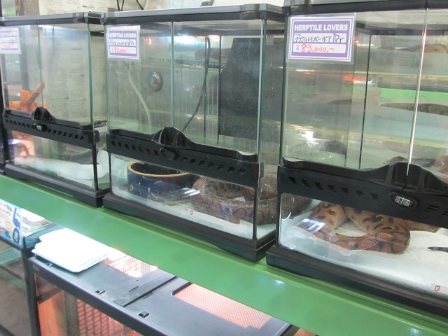 店内探訪~ヘビ編_b0174337_2115347.jpg